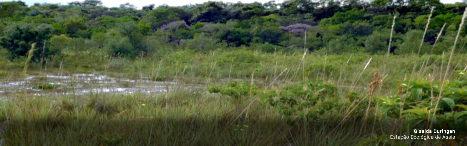 Estacao Ecologica de Assis