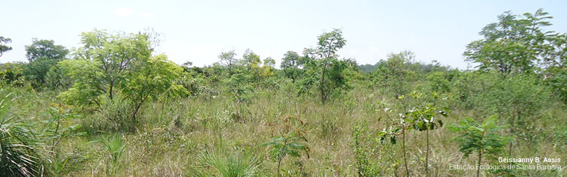 Estacao Ecologica de Santa Barbara