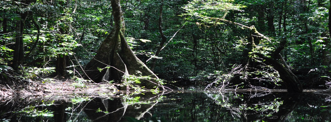 Parque Nacional Montanhas do Tumucumaque