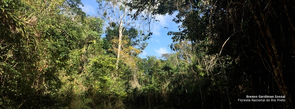 Floresta Nacional do Rio Preto