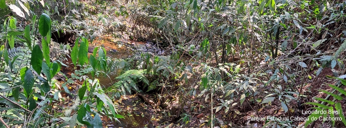 Parque Estadual Cabeça do Cachorro
