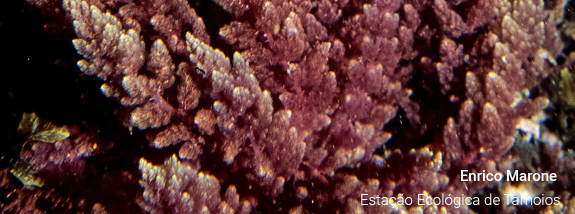 Estação Ecológica de Tamoios