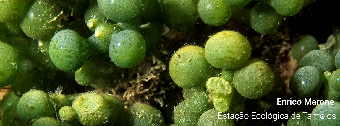 Estação Ecológica de Tamoios