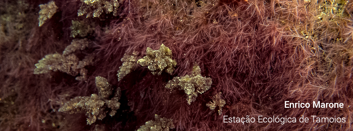 Estação Ecológica de Tamoios
