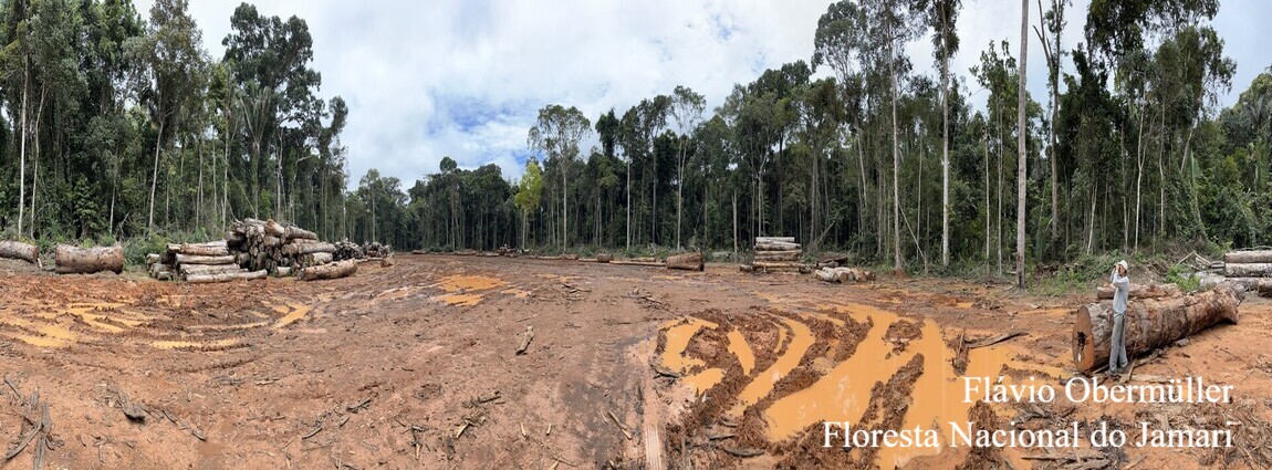 Floresta Nacional do Jamari