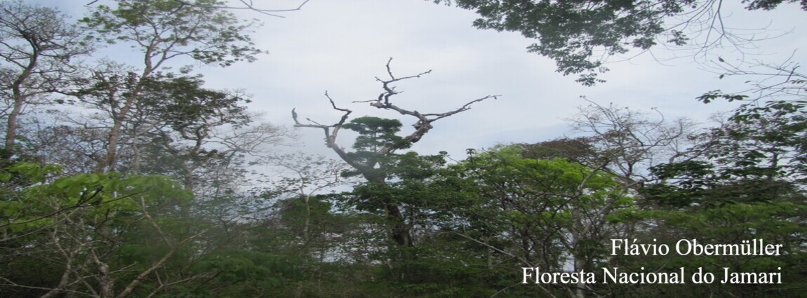Floresta Nacional do Jamari