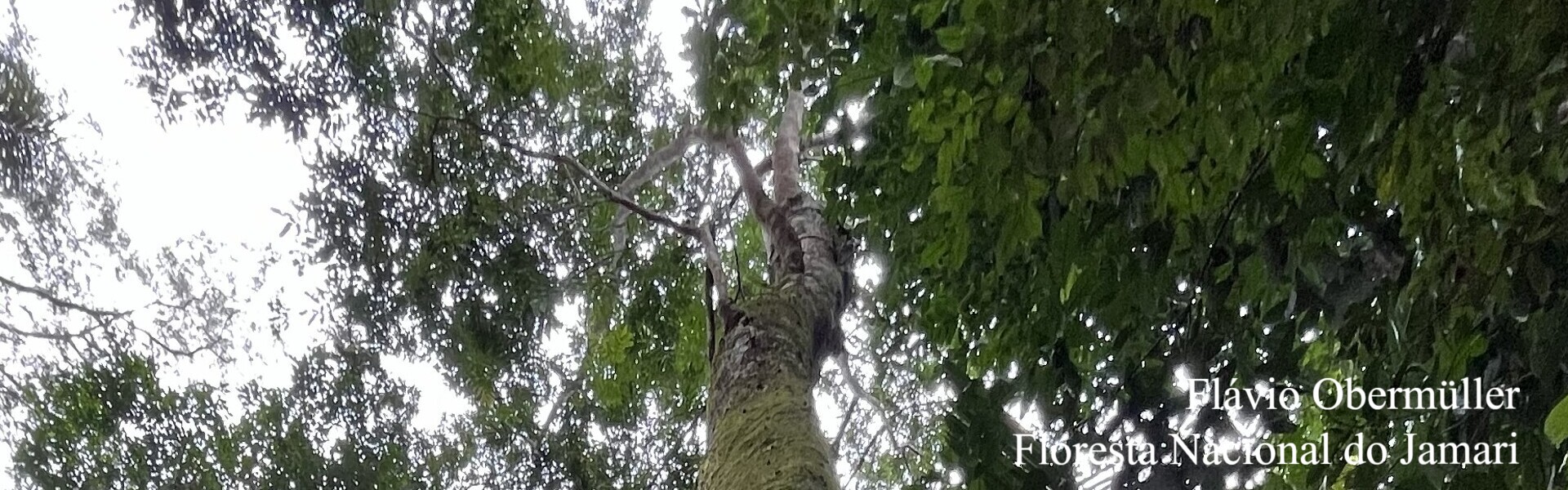 Floresta Nacional do Jamari